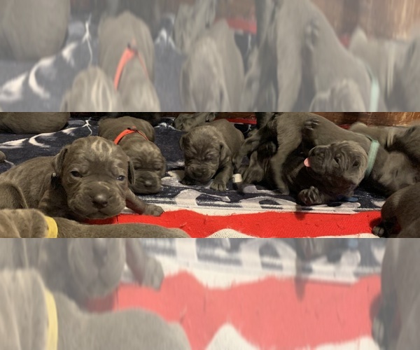 Medium Photo #1 Cane Corso Puppy For Sale in PANA, IL, USA
