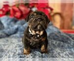 Small Photo #2 English Bulldog Puppy For Sale in OOLOGAH, OK, USA