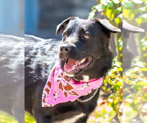 Borador Dogs for adoption in San Diego, CA, USA