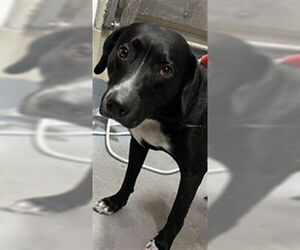 Labrador Retriever-Unknown Mix Dogs for adoption in Louisville, KY, USA