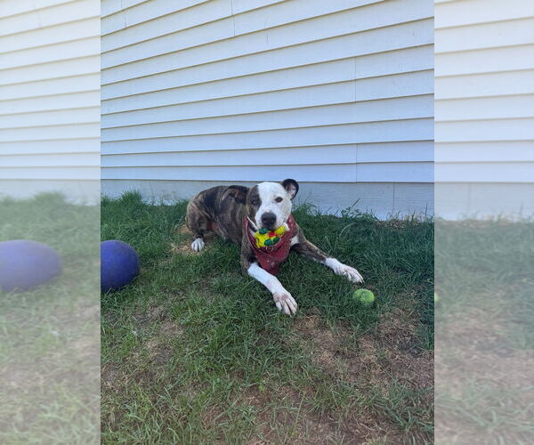 Medium Photo #2 Mutt Puppy For Sale in Muskegon, MI, USA