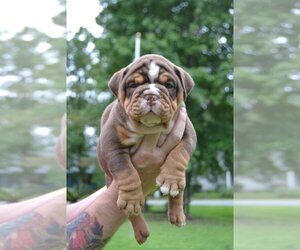 Bulldog Puppy for sale in WOODBINE, GA, USA