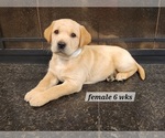 Puppy WC Female Labrador Retriever