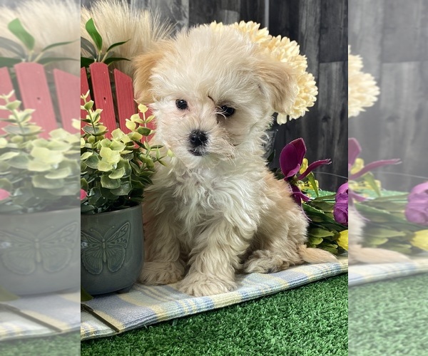 Medium Photo #5 Maltipoo (Toy) Puppy For Sale in CANOGA, NY, USA