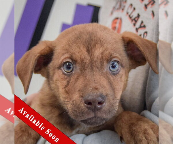 Medium Photo #1 Catahoula Leopard Dog-Labrador Retriever Mix Puppy For Sale in Huntley, IL, USA