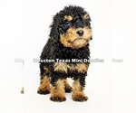Puppy 2 Australian Labradoodle-Miniature Bernedoodle Mix