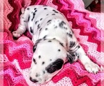 Small Photo #2 Dalmatian Puppy For Sale in SPOKANE, WA, USA