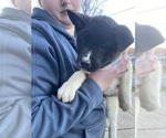 Small Photo #5 Akita Puppy For Sale in CHESAPEAKE, OH, USA