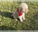 Small #1 Goldendoodle