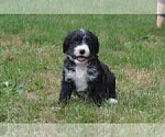Small Photo #4 Bernedoodle Puppy For Sale in MIFFLINBURG, PA, USA