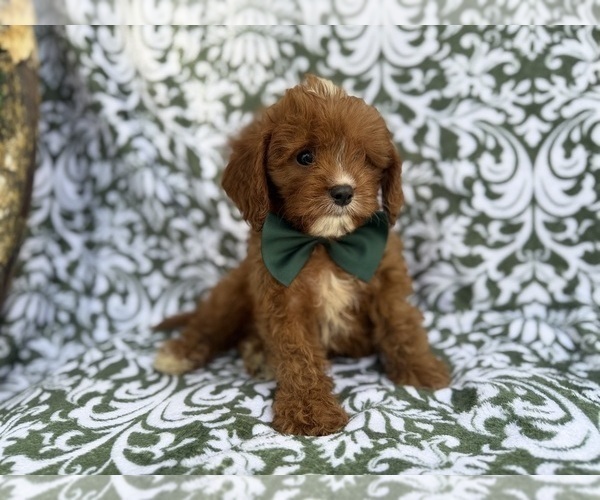 Medium Photo #5 Cavapoo (Miniature) Puppy For Sale in LAKELAND, FL, USA