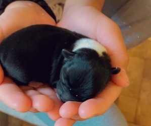 Chihuahua Puppy for sale in BEMIDJI, MN, USA