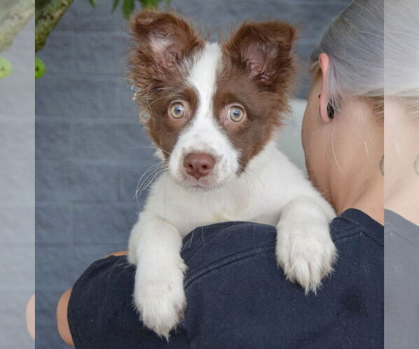 Medium Photo #5 Australian Shepherd-Pomeranian Mix Puppy For Sale in Huntley, IL, USA