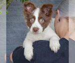 Small #4 Australian Shepherd-Pomeranian Mix