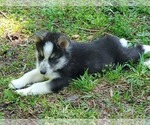 Small Photo #5 Border Collie-Siberian Husky Mix Puppy For Sale in GOOSE CREEK, SC, USA