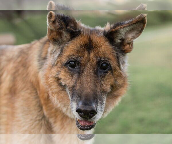 Medium Photo #1 German Shepherd Dog Puppy For Sale in Temecula, CA, USA