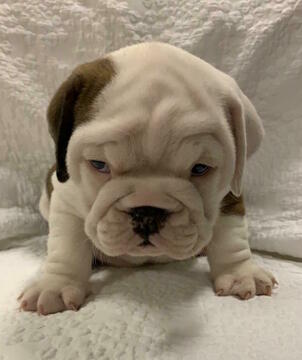 Medium Photo #1 English Bulldog Puppy For Sale in CHARLESTON, SC, USA