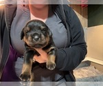 Small Photo #20 Rottweiler Puppy For Sale in GREEN SPRINGS, OH, USA