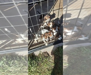 Beagle Puppy for sale in COLEMAN, WI, USA