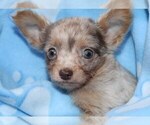Small Photo #6 Chihuahua Puppy For Sale in CHARLESTON, AR, USA