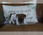 Small #21 Jack Russell Terrier