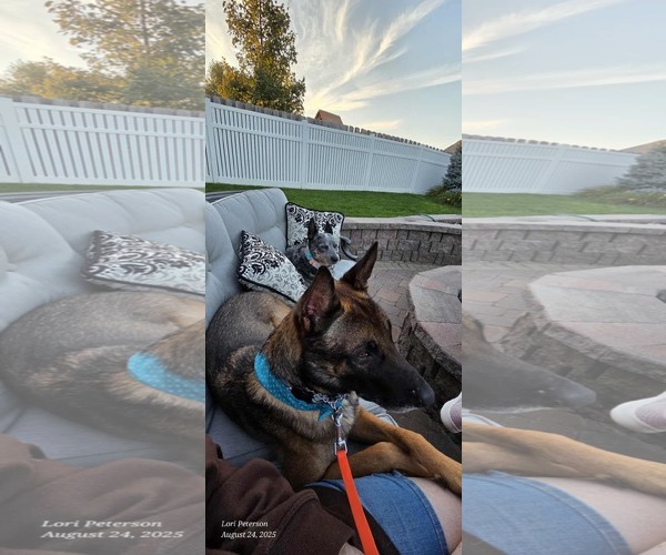 Medium Photo #4 Mutt Puppy For Sale in Gretna, NE, USA