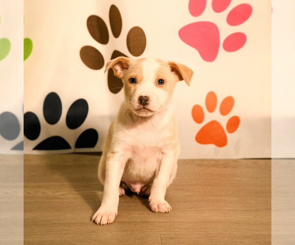 Medium Photo #8 Mutt Puppy For Sale in Brooklyn Center, MN, USA
