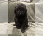 Small #2 Poodle (Toy)
