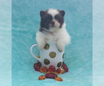 Small Photo #18 Pomeranian Puppy For Sale in PALM BCH GDNS, FL, USA