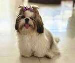 Small Photo #1 Shih Tzu Puppy For Sale in ANTELOPE, CA, USA
