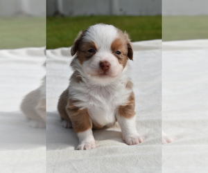 Miniature Australian Shepherd Puppy for sale in PALM COAST, FL, USA