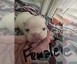 Small Photo #5 French Bulldog Puppy For Sale in COCHRAN, GA, USA