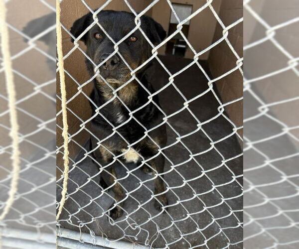 Medium Photo #1 Rottweiler-Unknown Mix Puppy For Sale in Las Vegas, NM, USA
