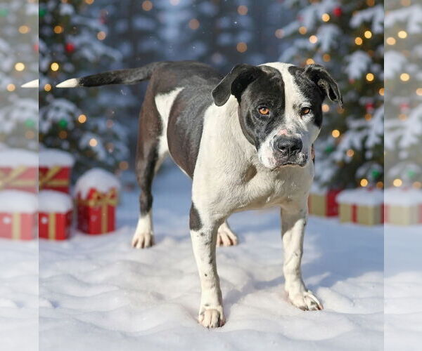 Medium Photo #3 Mutt Puppy For Sale in Talladega, AL, USA