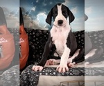 Small Photo #24 Great Dane Puppy For Sale in TUSCUMBIA, AL, USA