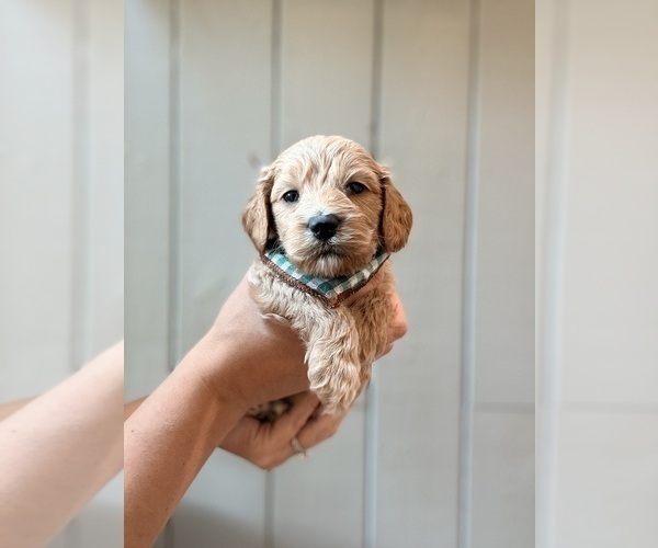 Medium Photo #5 Cock-A-Poo Puppy For Sale in TRINITY, NC, USA