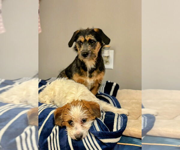 Medium Photo #2 Mutt Puppy For Sale in Aurora, IN, USA