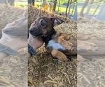 Small #6 Rat Terrier