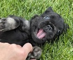 Small Photo #4 French Bulldog Puppy For Sale in ELIZABETH, CO, USA