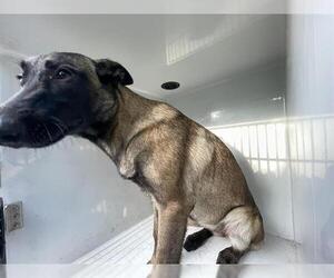 Mutt Dogs for adoption in Houston, TX, USA
