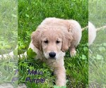Puppy Purple Collar Golden Retriever
