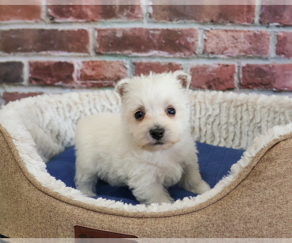 Medium Photo #3 West Highland White Terrier Puppy For Sale in SYRACUSE, IN, USA