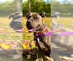 Small #3 American Pit Bull Terrier-American Staffordshire Terrier Mix