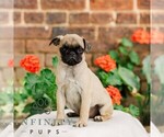 Image preview for Ad Listing. Nickname: Sadie