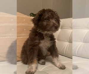 F2 Aussiedoodle Puppy for sale in DULUTH, MN, USA
