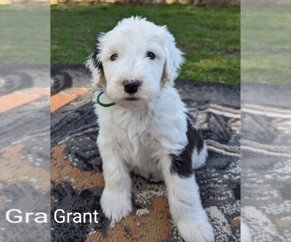 Medium Photo #1 Sheepadoodle Puppy For Sale in SEAMAN, OH, USA