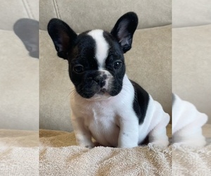 French Bulldog Puppy for sale in ATLANTA, GA, USA