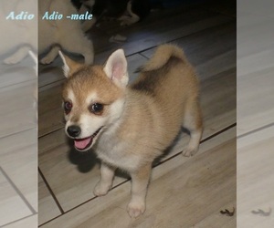Alaskan Klee Kai-Shiba Inu Mix Puppy for sale in BANDON, OR, USA
