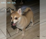 Image preview for Ad Listing. Nickname: jabari and Aido