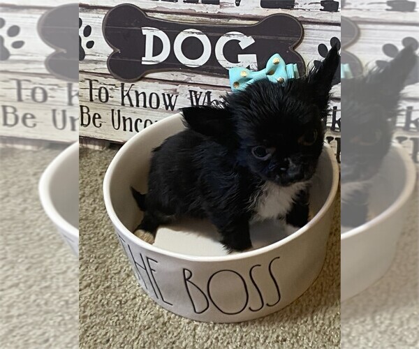Medium Photo #15 Chihuahua Puppy For Sale in CAPE CORAL, FL, USA